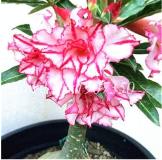Desert Rose Flower Seed Indoor Potted Plants Adenium Obesum