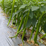 Erjingtiao Pepper Seeds