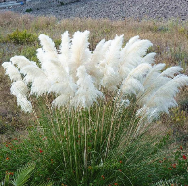 Pampas Grass Cortaderia Seed are Very Beautiful Garden Plants Decorative