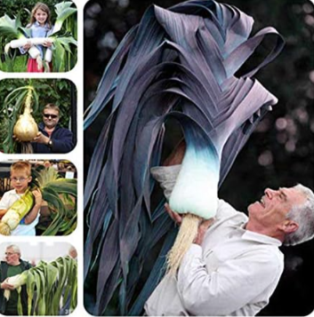 Rare Giant Garlic Seed, Pure Natural Organic Healthy Vegetable