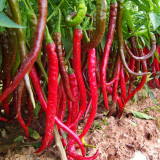 Erjingtiao Pepper Seeds