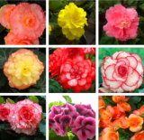 Colorful Begonia Flower Flores Rare Rose Rieger Begonia Flower (Color: Mix)
