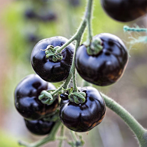 Black Knight Tomato Seeds