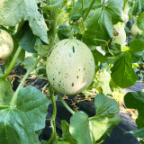 Meteor Silver Jade Melon Seeds