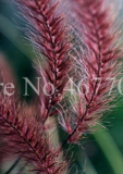 Half-hardy Perennial Fountain Grass Pennisetum Setaceum Fireworks Potted