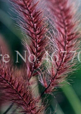 Half-hardy Perennial Fountain Grass Pennisetum Setaceum Fireworks Potted