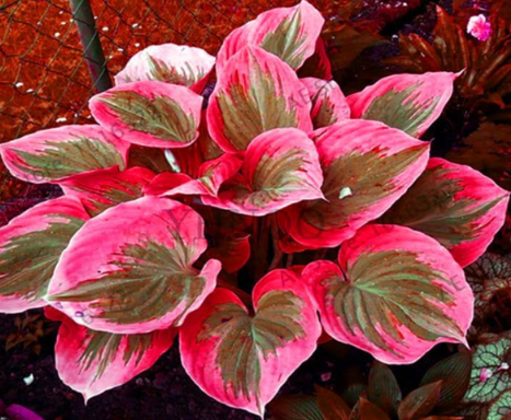 Colorful hosta flores Indoor Seed flower plantas Coleus genus planting potted decor