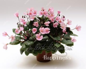 African Violet Rare Garden Seed Perennial Herb Flower Matthiola Incana Plant