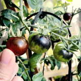 Black Knight Tomato Seeds