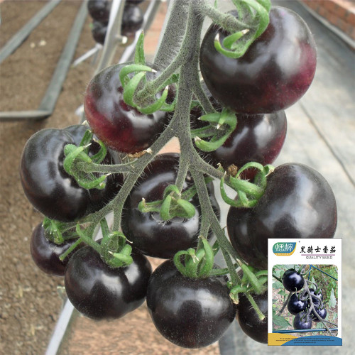 Black Knight Tomato Seeds