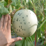 Meteor Silver Jade Melon Seeds