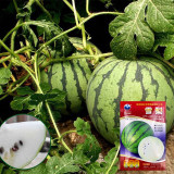 Snow Pear White Watermelon Seeds