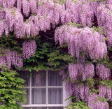 Rare Wisteria sinensis Climber, Hardy Perennial Flower Seeds