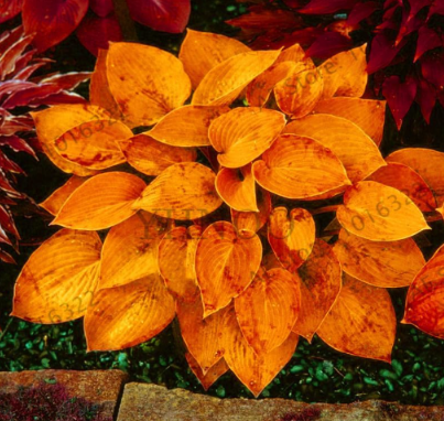 Colorful hosta flores Indoor Seeds