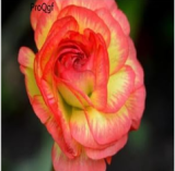 A Set Ranunculus asiaticus Flower Bulb