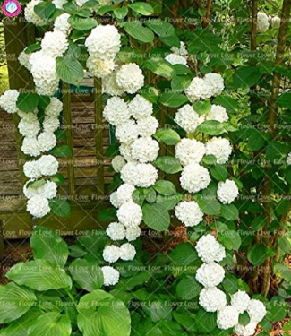 Climbing White Hydrangea Seed Paniculata 'Vanilla Fraise' Hydrangea Flower