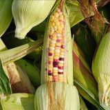 Colorful Glutinous Corn Seeds