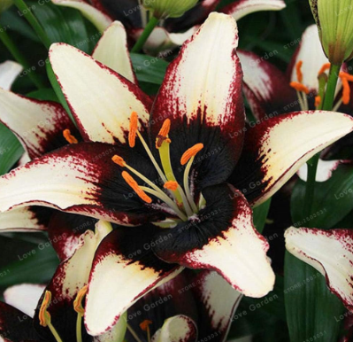 Lily Bulbs Perfume Lily Seed Flower Bulbs Rare Balcony