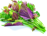 Purple Perilla Bonsa Vegetables Herb Shiso Seed Traditional Chinese Medicine
