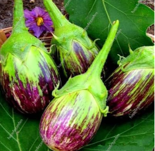 Mixed Eggplant Seed - Organic Russian Heirloom Vegetable Seed Non-GMO