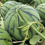 Snow Pear White Watermelon Seeds