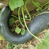 Beimi No.3 Pumpkin Seeds