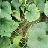 Beimi No.3 Pumpkin Seeds
