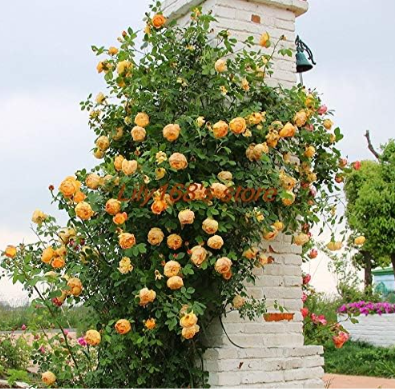 Tengben Climbing Rose Seed Mixed Color Beauty Your Balcony Family