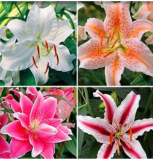 24 Colors Lily Seed, Perfume Lilies Plant for Garden and Home Mixing Different Varieties (Color: Mix)