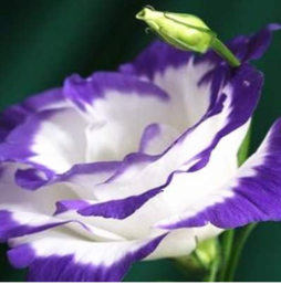 Eustoma Grandiflorum Seed Planta Outdoor Lisianthus Flower (Color: 4)