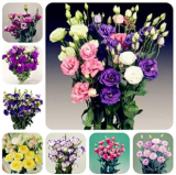Eustoma Seed, Eustoma Flower (Color: Mixed)