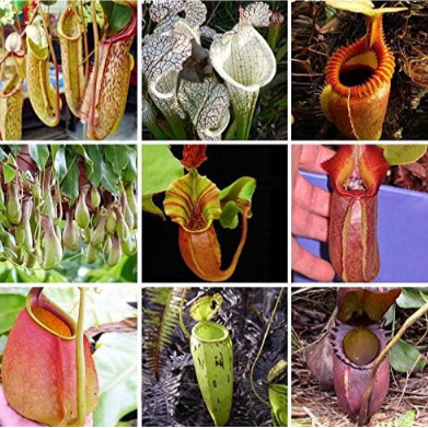 12 Kinds of Flytrap Plants Seeds Balcony Bonsai Nepenthes Mira Seeds