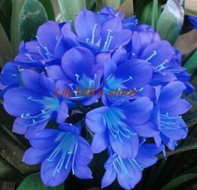 Clivia Seed, indoor Seed home garden vase four seasons flowers Seed - (Color: A17)