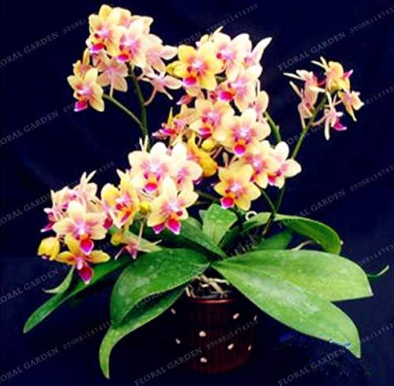 Cymbidium Flower Seed Garden Butterfly Orchid Seed - (Color: 4)