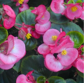 Colorful Begonia Flower Flores Rare Rose Rieger Begonia Flower Seeds (Color: Plum)