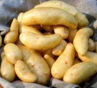 Russian Banana Fingerling Potato Seed Organic Seeds