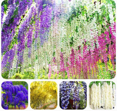 Rare Wisteria Seed Mixed Color Flower Seed Wisteria Tree (Color: MIX)