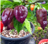 Rare Purple Carolina Reaper Pepper Seed ( Chilli ) Organic Vegetables (Color: 3)