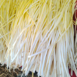 Huangxiangjiuwang Yellow Chive Seeds