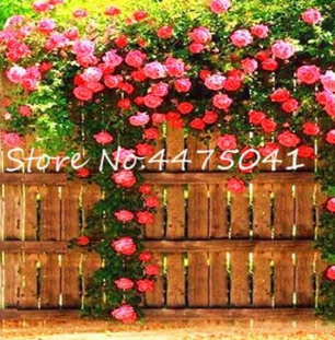 Climbing Rose Seed Perennial Indoor Climbing Charming Rose (Color: 17)