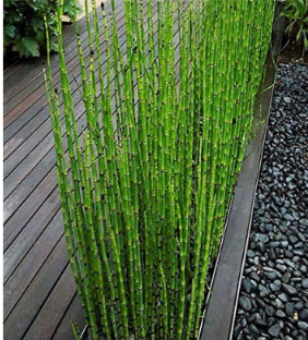 Fresh Moso Bamboo Seeds Beautiful Ornamental Plants Home Garden
