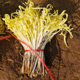 Huangxiangjiuwang Yellow Chive Seeds