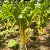 Jiayuan Golden Chard Seeds