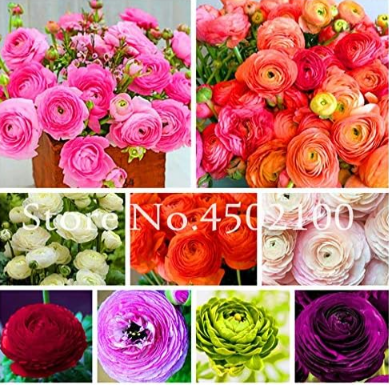 Ranunculus Asiaticus Flower Seed (Color: mix)