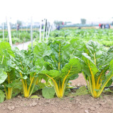 Jiayuan Golden Chard Seeds