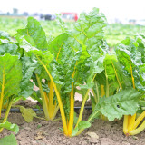 Jiayuan Golden Chard Seeds