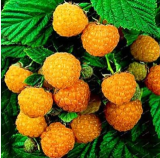 Rare Raspberry Flores Genuine Wild Seeds