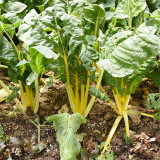 Jiayuan Golden Chard Seeds