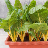 Jiayuan Golden Chard Seeds