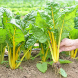 Jiayuan Golden Chard Seeds